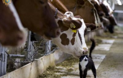 Аграріям спрямували другий транш за утримання корів