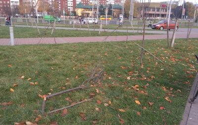 У Львові вандали знищили 32 дерева
