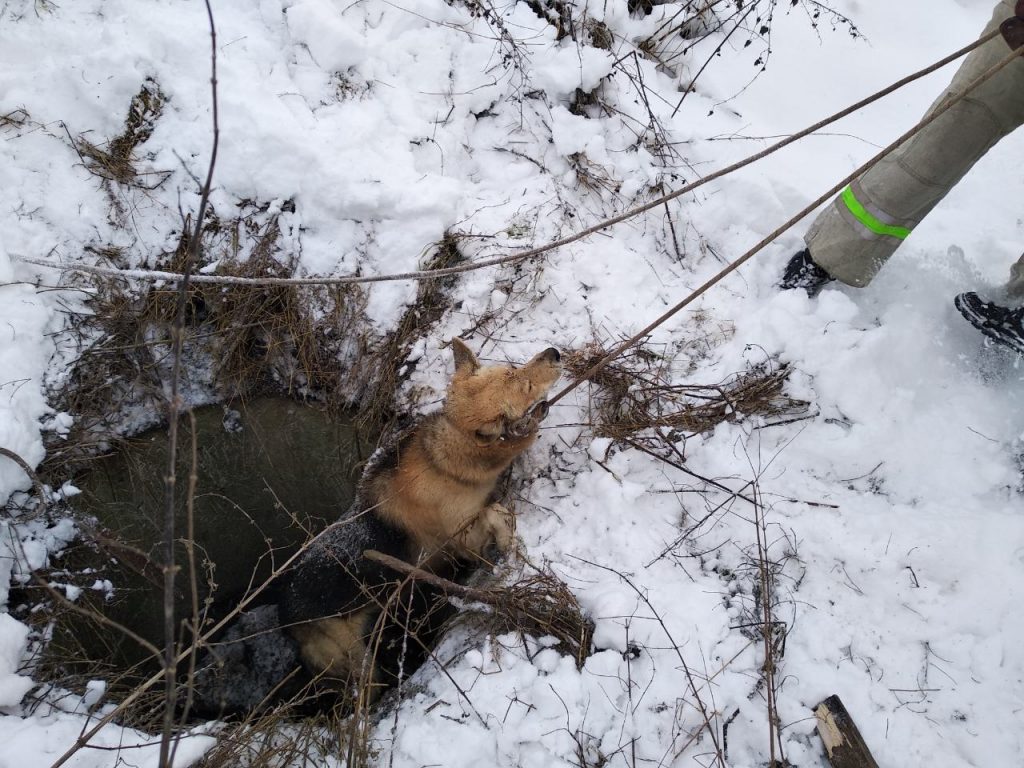 У Дрогобичі витягнули собак, які впали у закинутий колодязь 