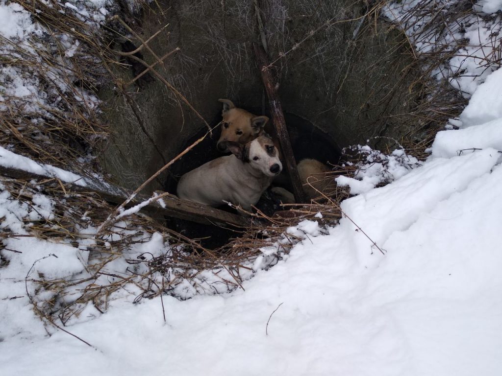 У Дрогобичі витягнули собак, які впали у закинутий колодязь 