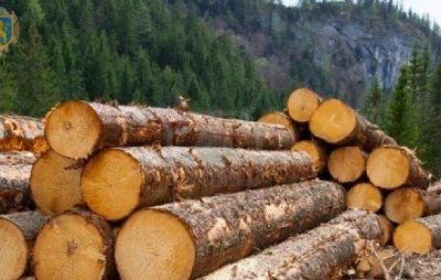 В Україні впровадили нові стандарти на деревину. Фото: прес-служба ЛОДА.