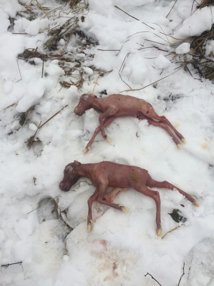 На Львівщині вбили лося