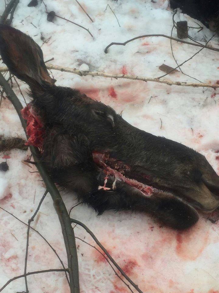 На Львівщині вбили лося