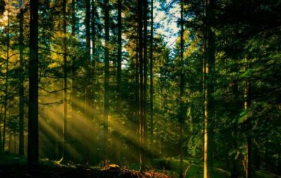 На Львівщині триває робота із посилення охорони лісів. Фото: прес-служба ЛОДА.