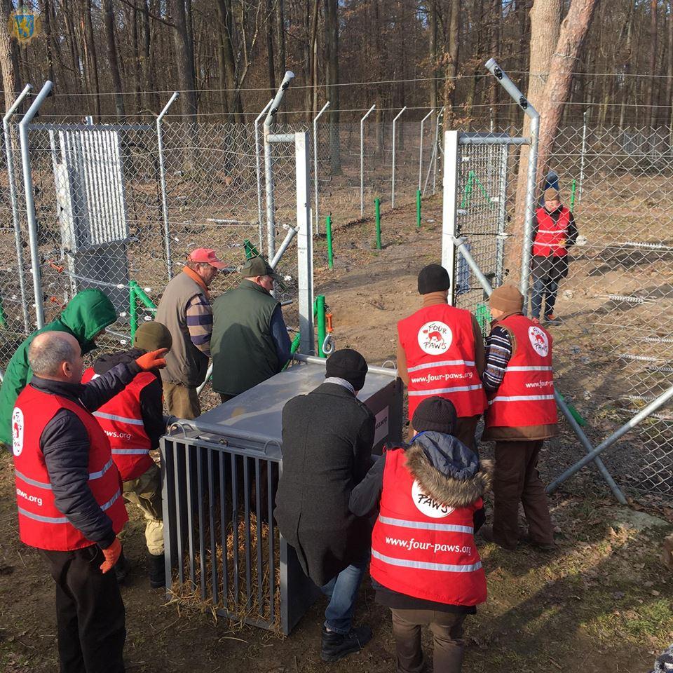 До ведмежого притулку "Домажир" передали ще одну ведмедицю