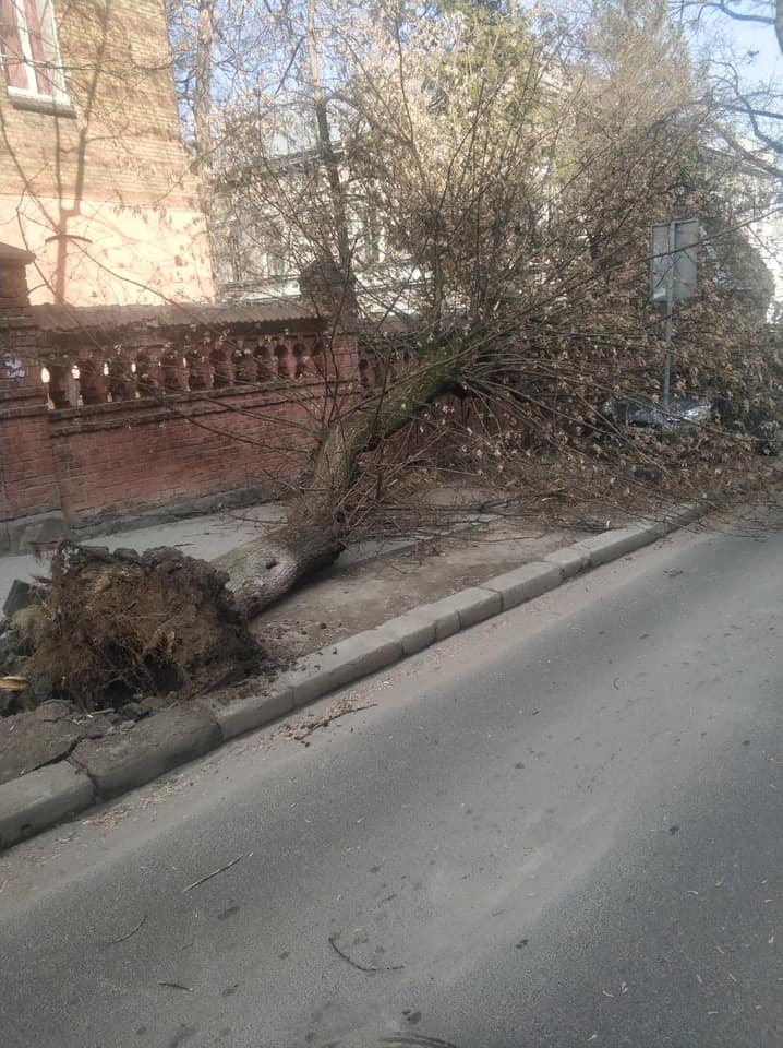 У Львові на автівку впало дерево. Фото: Варта1.