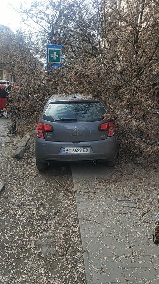 У Львові на автівку впало дерево. Фото: Варта1.