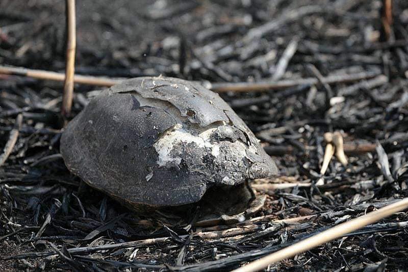 Наслідки випалювання сухої трави. Фото: Яворівська РДА