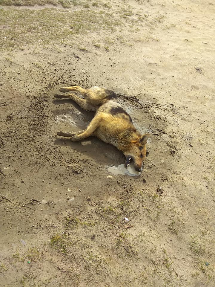 У Жовкві в страшних муках загинула собака. Фото: Ігор Муравський.