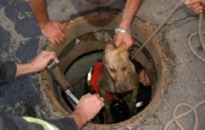 У Городку рятувальники витягнули собаку з каналізаційного люку. Фото ілюстроване з відкритих джерел.