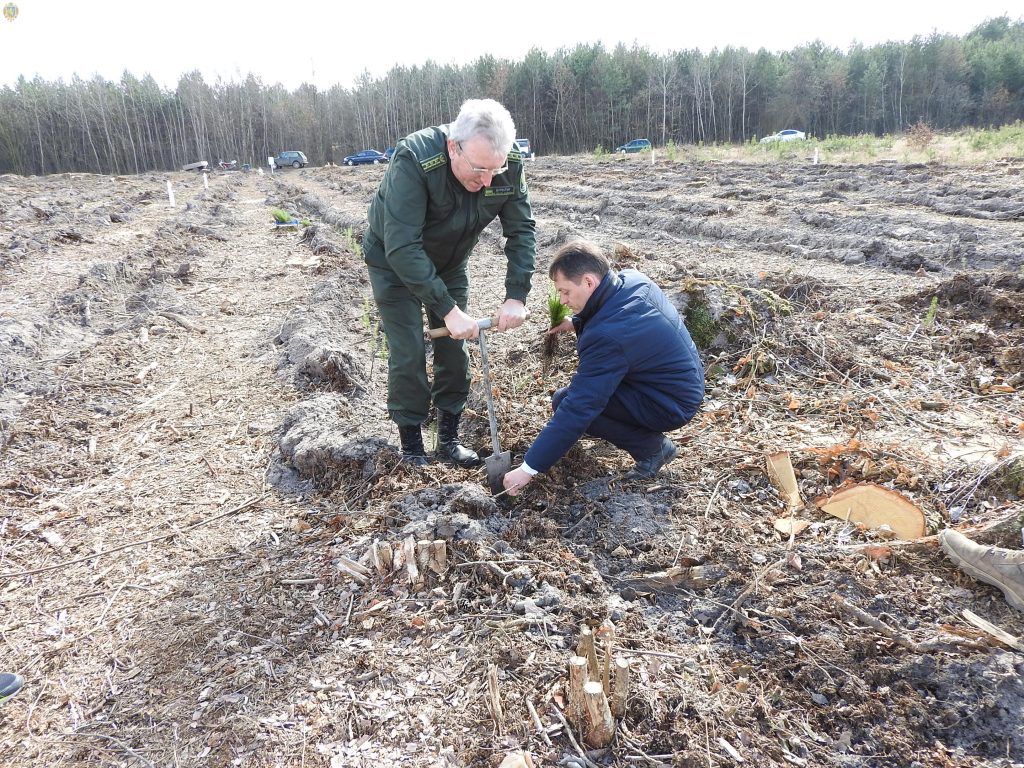 До Міжнародного дня лісу на Жовківщині висадили нові дерева