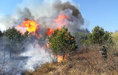 Упродовж доби рятувальники ліквідували 4 пожежі у лісових масивах