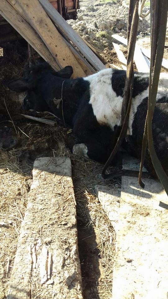 Як на Дрогобиччині рятували корову