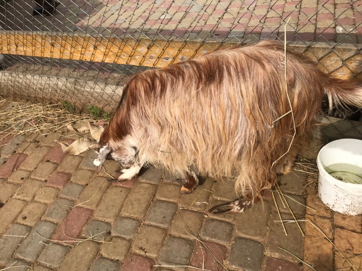 У меденецькому зоопарку знову не доглядають за тваринами. Фото: 4studio.