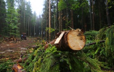 На Львівщині засудили працівника лісопідприємства. Фото: 5 Канал.