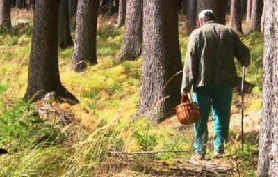 На Львівщині розшукали чоловіка, який блукав лісом п’ять діб. Фото: відкриті джерела.