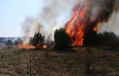 Як на Яворівщині сильна пожежа охопила ліс