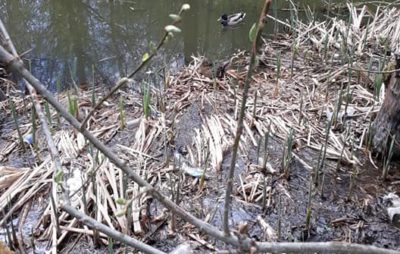 У Львові просять прибрати озеро, де живуть дикі качки. Фото: Гаряча лінія міста Львова.