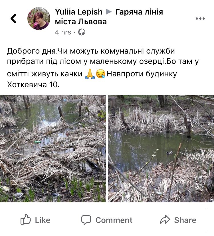 У Львові просять прибрати озеро, де живуть дикі качки