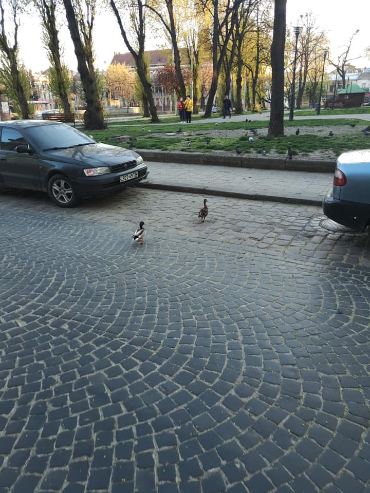 Як під час карантину у Львові вулицями гуляють качки. Фото: Ігор Зінкевич.