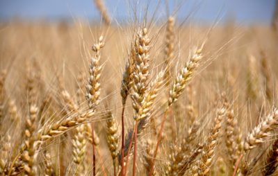 пшениця Фото: відкриті джерела.