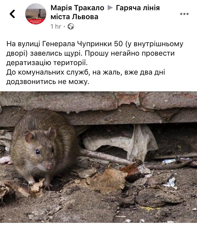 У Львові повідомляють про нашестя щурів. Фото: скриншот.