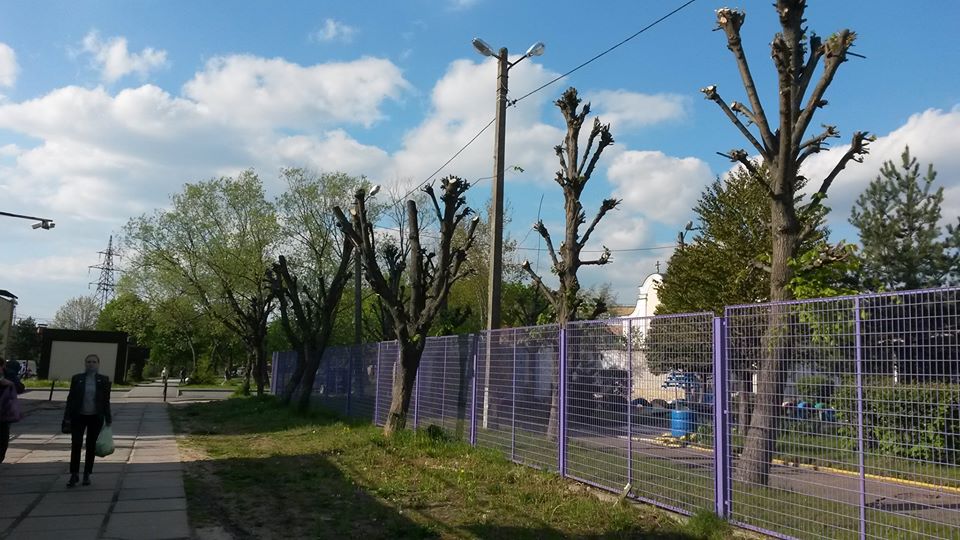У Львові знищили дерева. Фото: Anett Evan.