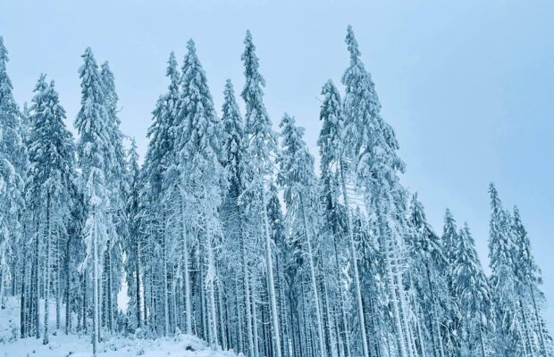 Засніжені Карпати. Фото: Олександр Ганущин