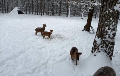 У Яворівському районі в снігових кучугурах утримують оленів. Фото: Василько Кухар