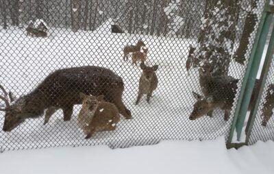 У Яворівському районі в снігових кучугурах утримують оленів. Фото: Василько Кухар