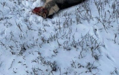 На Одещині жінка вбила собаку