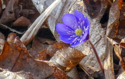 У поліських лісах зацвіли блакитні квіти. Фото: Олександр Богданець