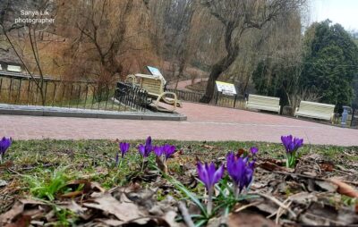 У Стрийському парку зацвіли крокуси. Фото: Олександр Лік