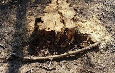 У Львові знову знищили здорові дерева. Фото: Роксолана Корсак