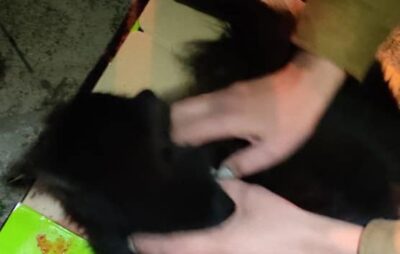 У Львові чоловік викинув з балкону кошенят. Фото: Патрульна поліція Львівської області