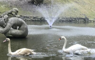 На озеро у Стрийському парку повернулися лебеді. Фото: ЛМР