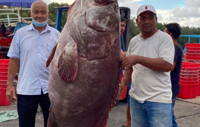 У Малайзії спіймали гігантського морського окуня вагою у 161 кілограм. Фото: The Borneo Post