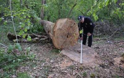 У Дрогобицькому районі чоловік намагався викрасти дерева. Фото: Нацполіція
