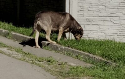 У Львові собака накинувся на жінку. Фото: Sergey Skorin