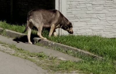 У Львові собака накинувся на жінку. Фото: Sergey Skorin