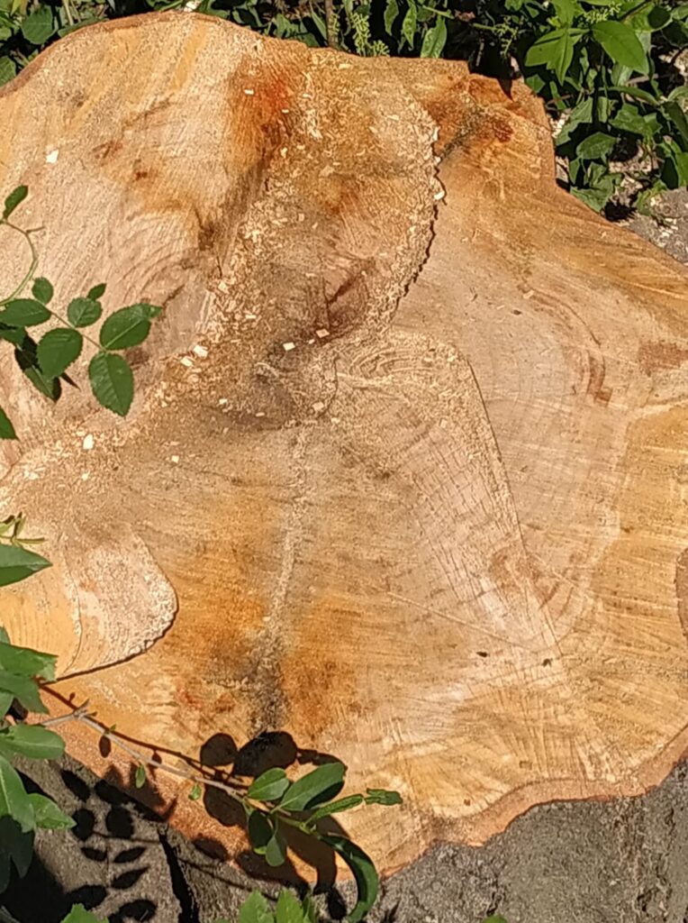 У Львові знищили 150-річне дерево. Фото: Вероника Булыгина