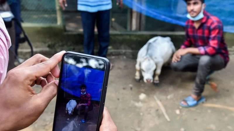 Карликова корова стала зіркою в Бангладеш. Фото: GETTY IMAGES