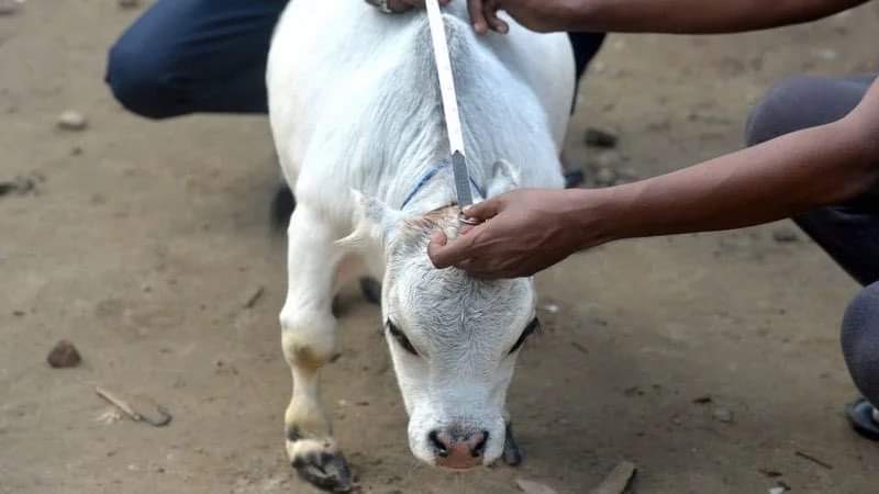 Карликова корова стала зіркою в Бангладеш. Фото: GETTY IMAGES