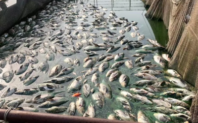 У річці Західний Буг активісти зафіксували масовий мор риби