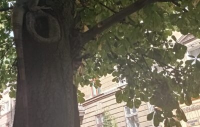 У Львові на дереві знайшли екзотичну ігуану. Фото: Olenka Petrenko
