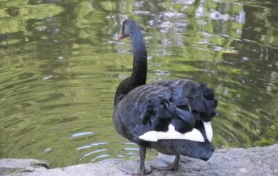 Чорні лебеді у Стрийському парку Львова висиджують пташенят. Фото: Вголос