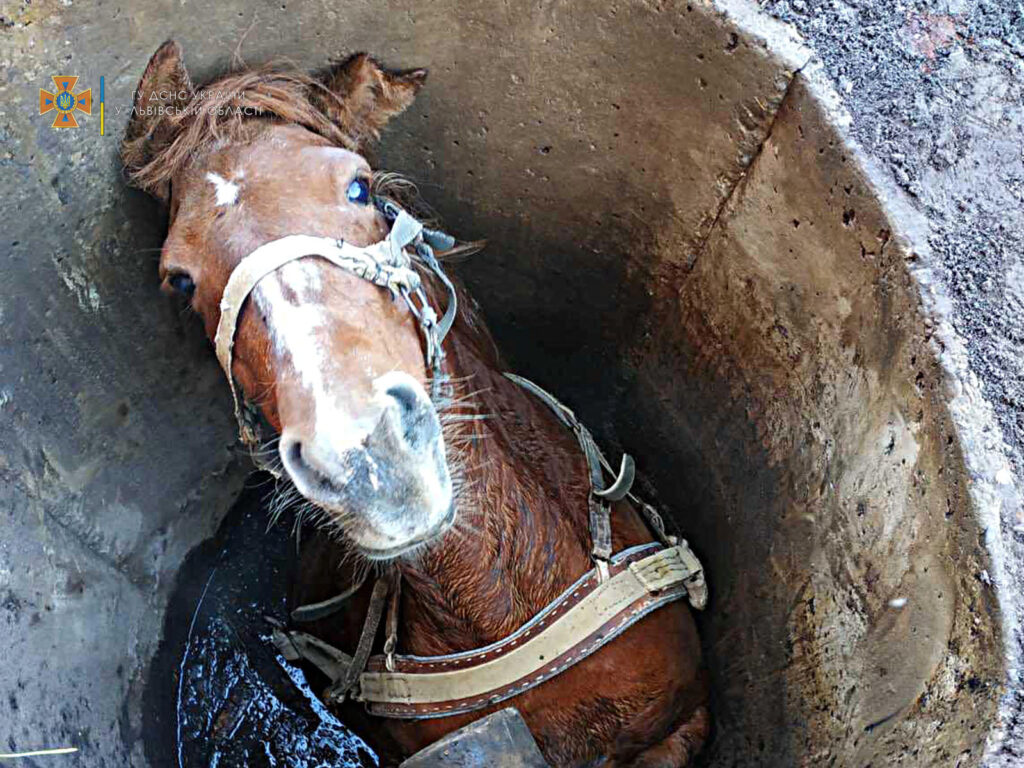 На Львівщині рятувальники витягнули коня з каналізаційної ями