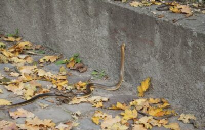 У львівському парку "Високий замок" помітили рідкісну змію. Фото: Facebook/Milanaa Waterman