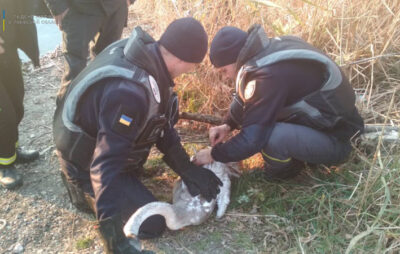 На Львівщині рятувальники звільнили з полону лебедя