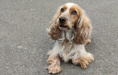 На Львівщині собака митників Тедді знайшов у кросівках пакунки з канабісом